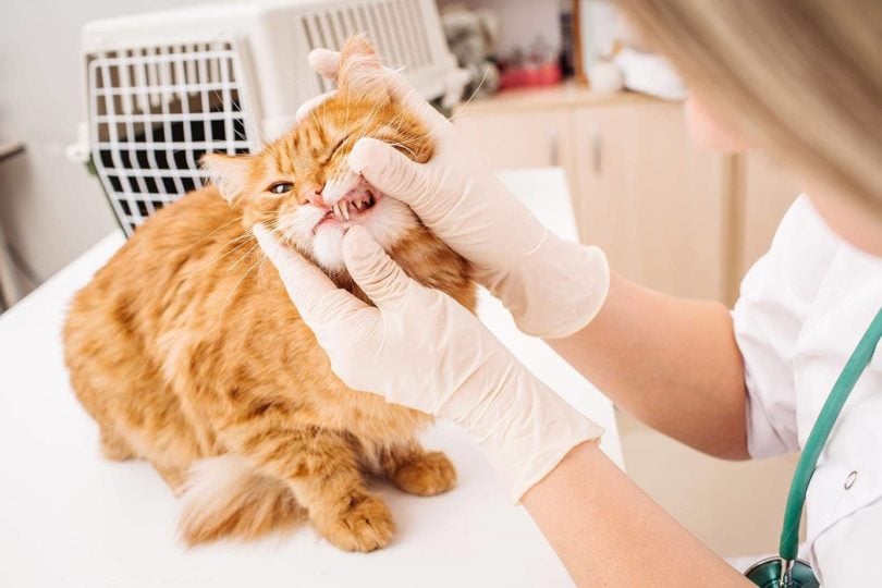 Jak udržovat zuby své kočky čisté: 8 tipů schválených veterinářem