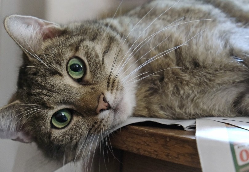 Proč se kočičí žáci zvětšují? Fakta schválená veterinářem