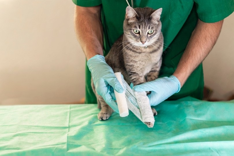 kočka ošetřující veterinu