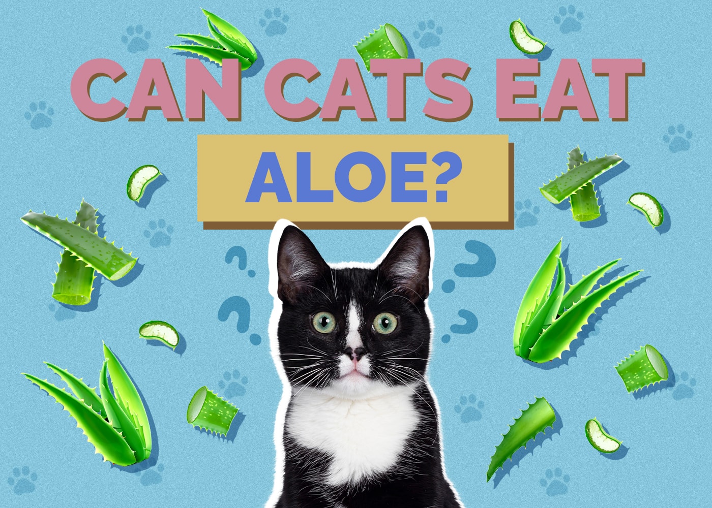Mohou kočky jíst aloe? Příručka pro zdraví a bezpečnost zkontrolovaná veterinárním lékařem