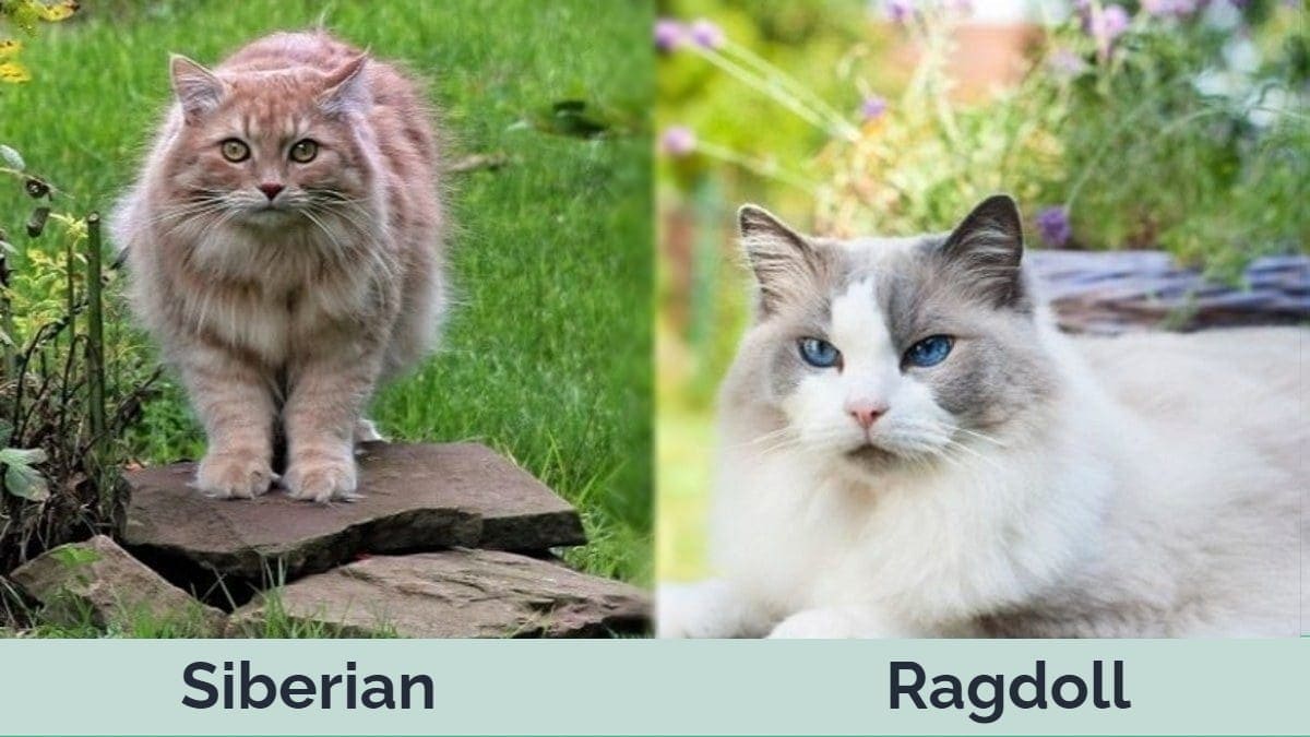 Hp - Sibiřský vs Ragdoll Side by Side