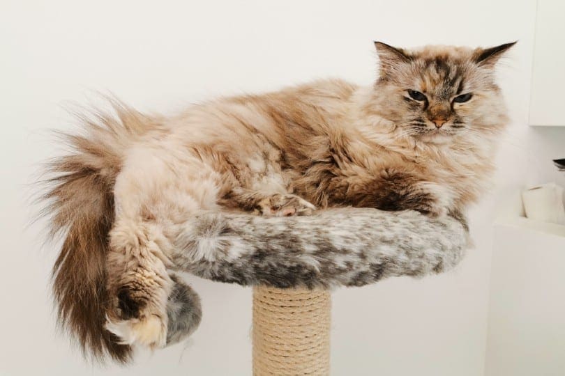 ragdoll kočka ležící na kočičím stromě