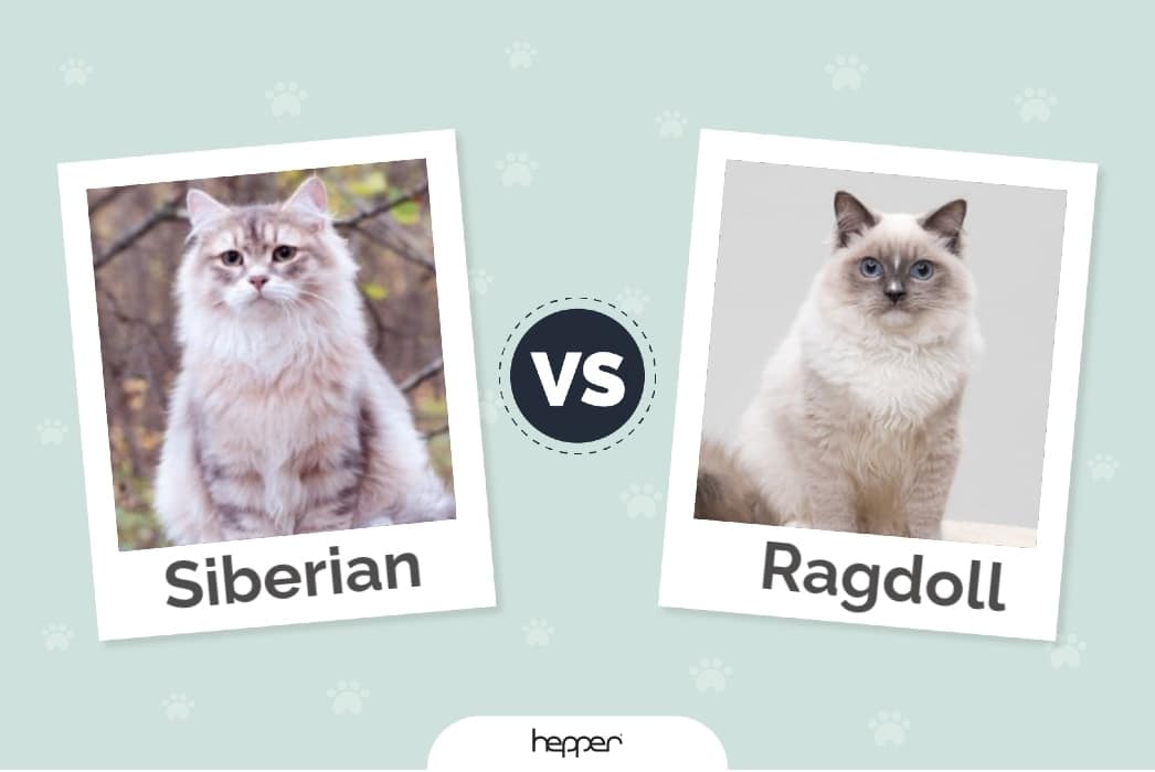 Sibiřské kočky vs. Ragdoll kočky: Rozdíly (s obrázky)