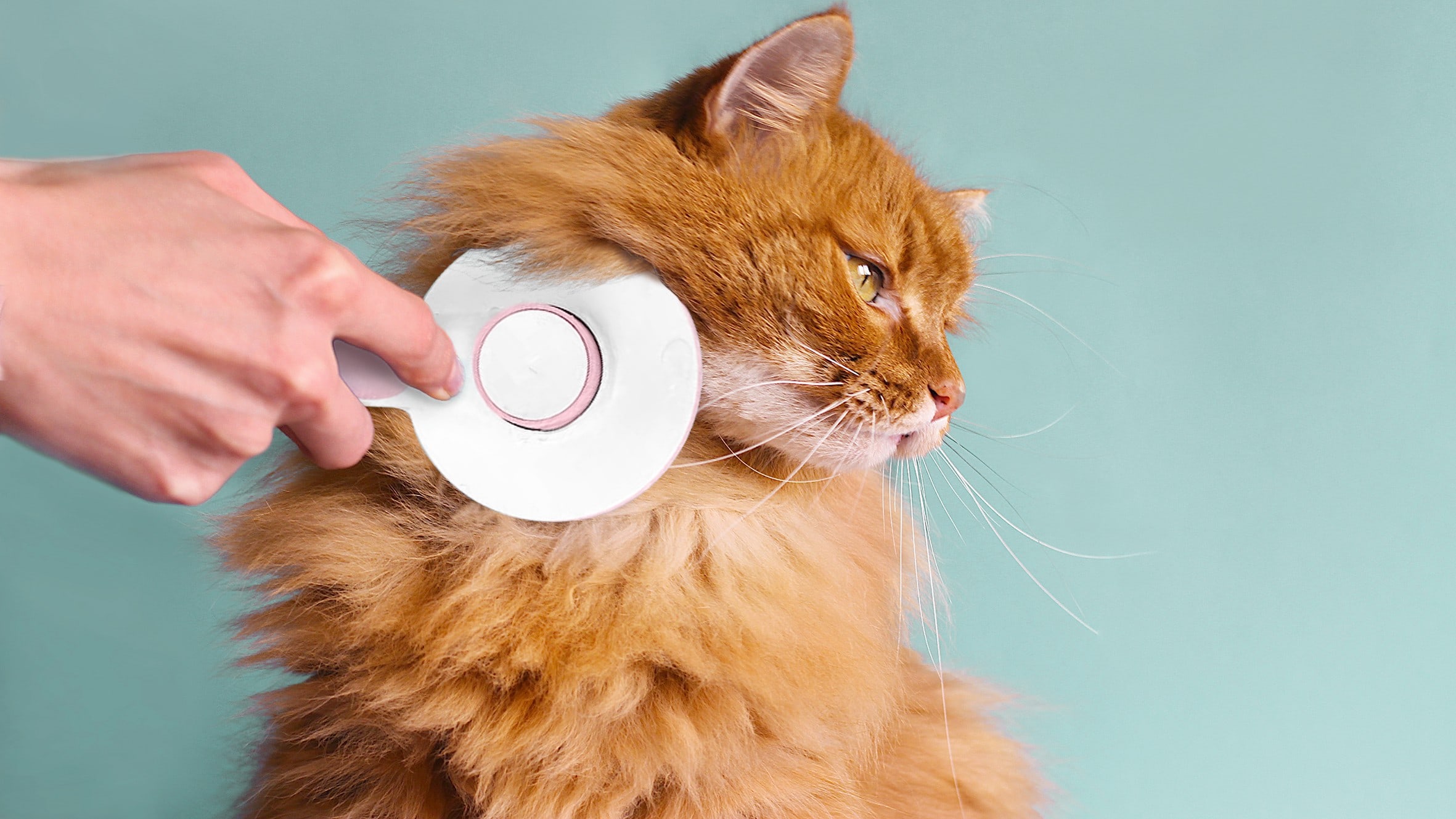 Hp-Brush-Long-Hair-Cat-Orange