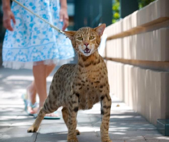 The Ashera Cat - Heel!