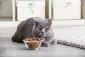 10 nejlepších krmiv pro kočky Purina – recenze a nejlepší výběry za rok 2023