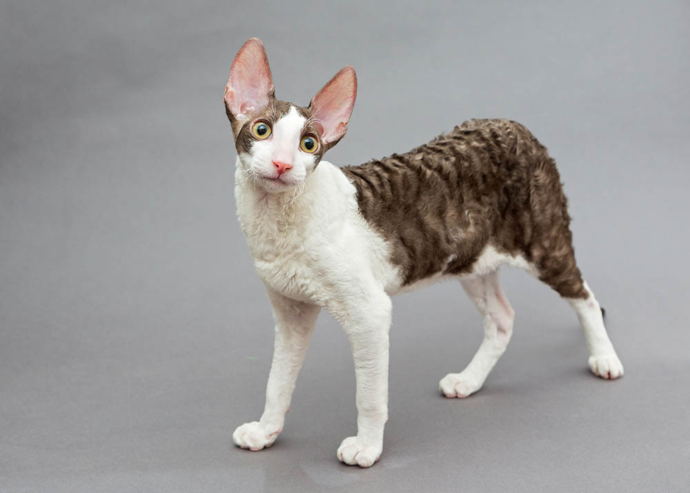 dvoubarevný Cornish Rex