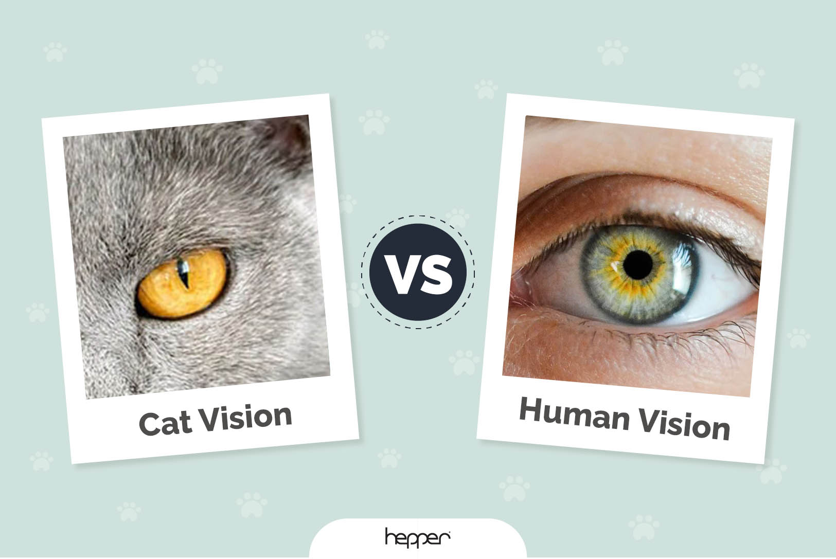 Cat Vision vs Human Vision: Srovnání a časté dotazy (s infografikou)
