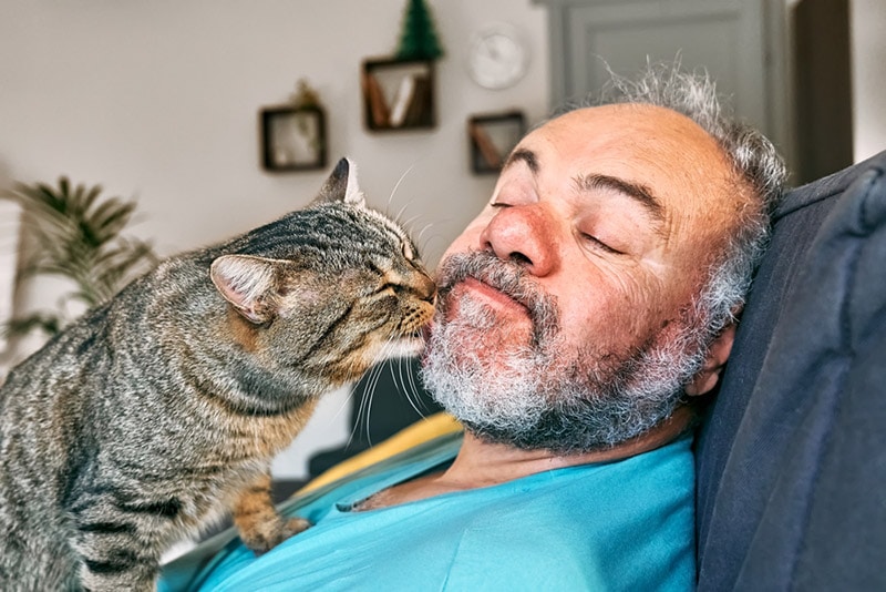 kočka olizuje tvář vousatého muže