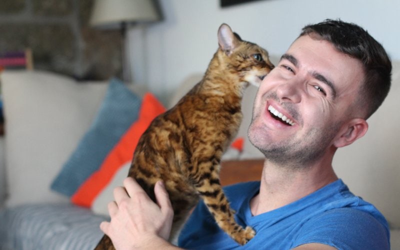 bengálská kočka olizující muže