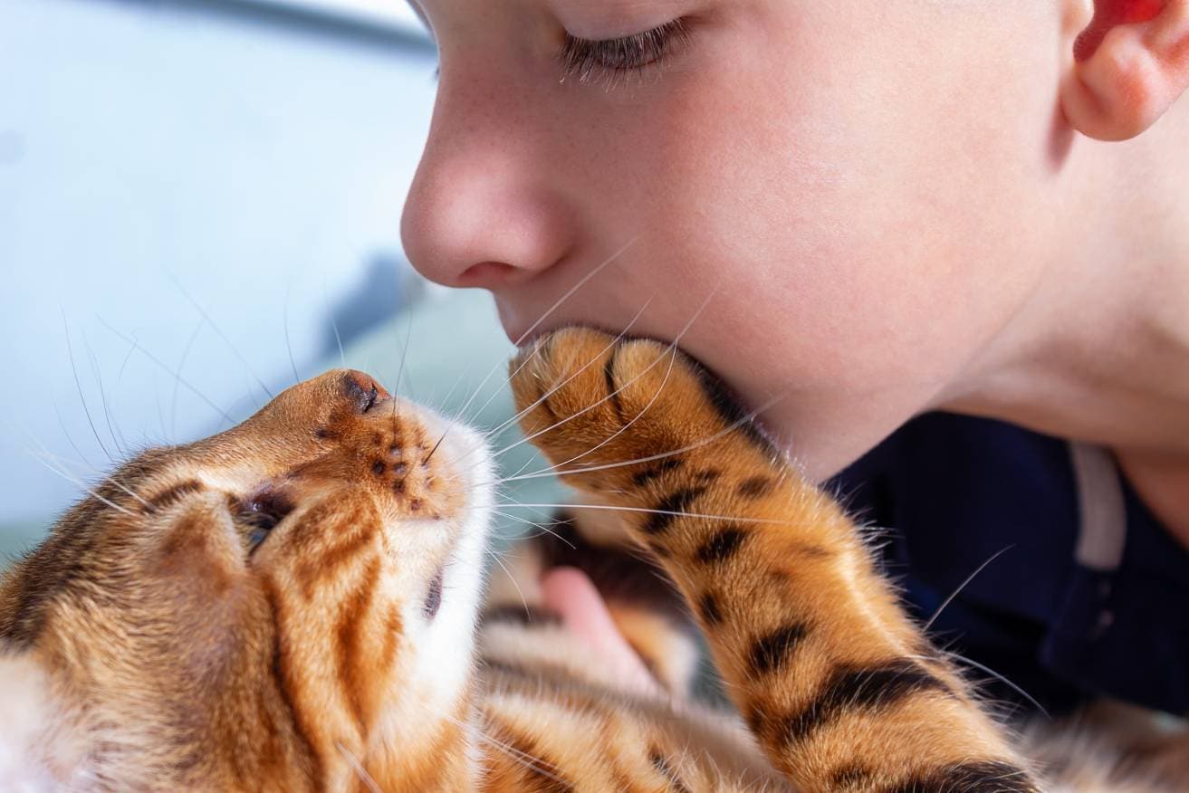 Proč vám kočky pokládají tlapky na obličej? 6 důvodů zkontrolovaných veterinářem