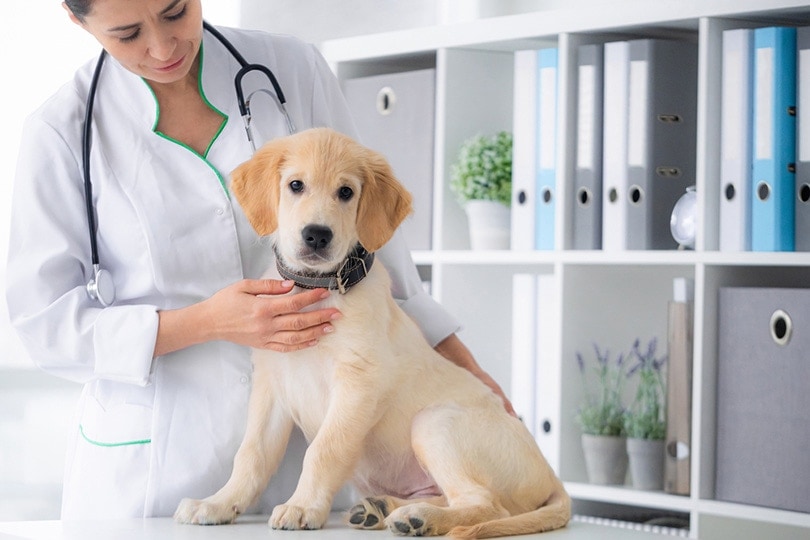 roztomilý mladý pes v rukou veterináře