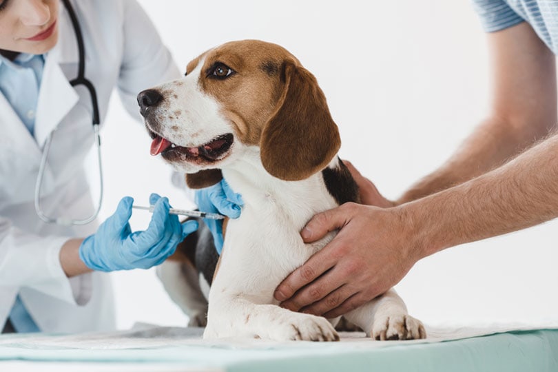 muž, který držel bígla, zatímco veterinář dělá injekci injekční stříkačkou