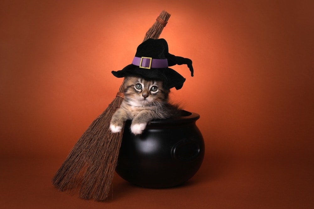 kotě oblečený jako čarodějnice v kotli halloween