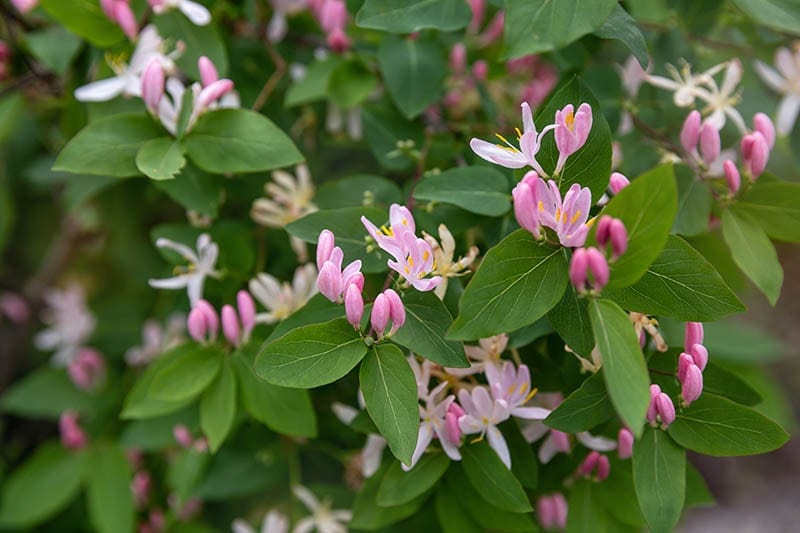 Lonicera tatarica nebo zimolez tatarský