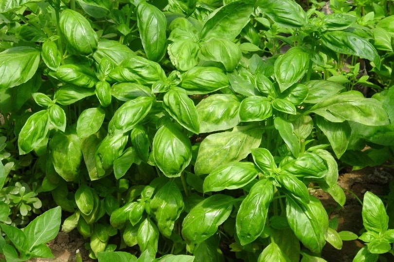 rostlina bazalka