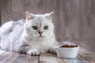 bílá britská kočka poblíž misky na jídlo