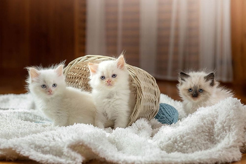tři nadýchaná koťátka ragdollů
