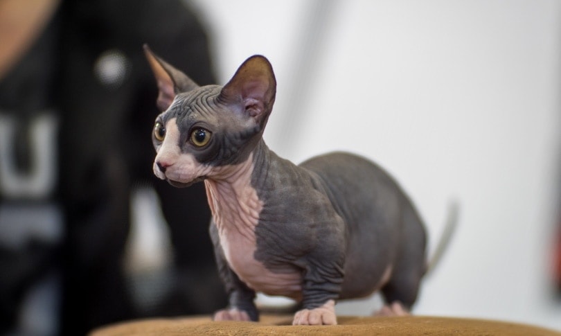 baby chat