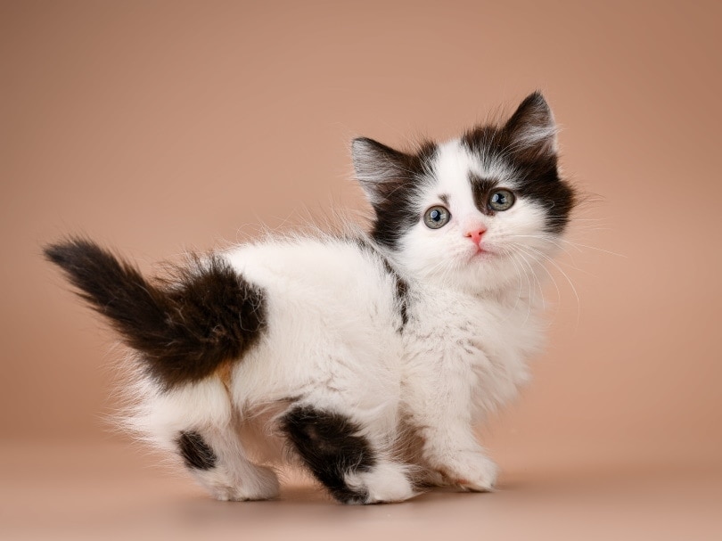 Munchkin d