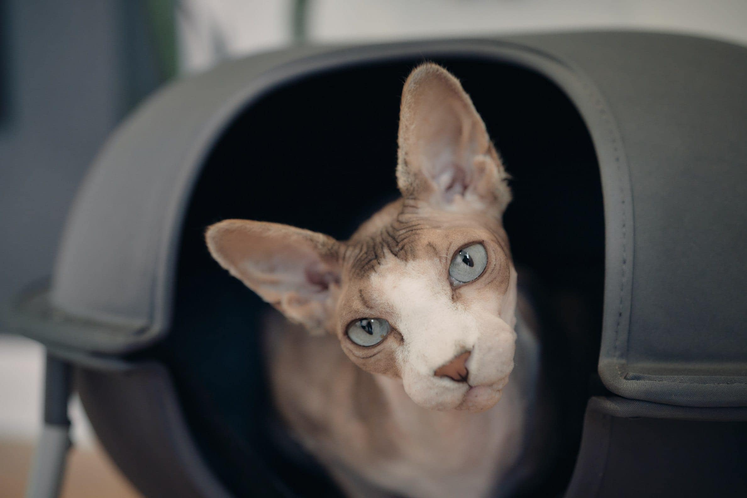 zblízka blue eyed bezsrstý sphynx kočka hepper pod postel