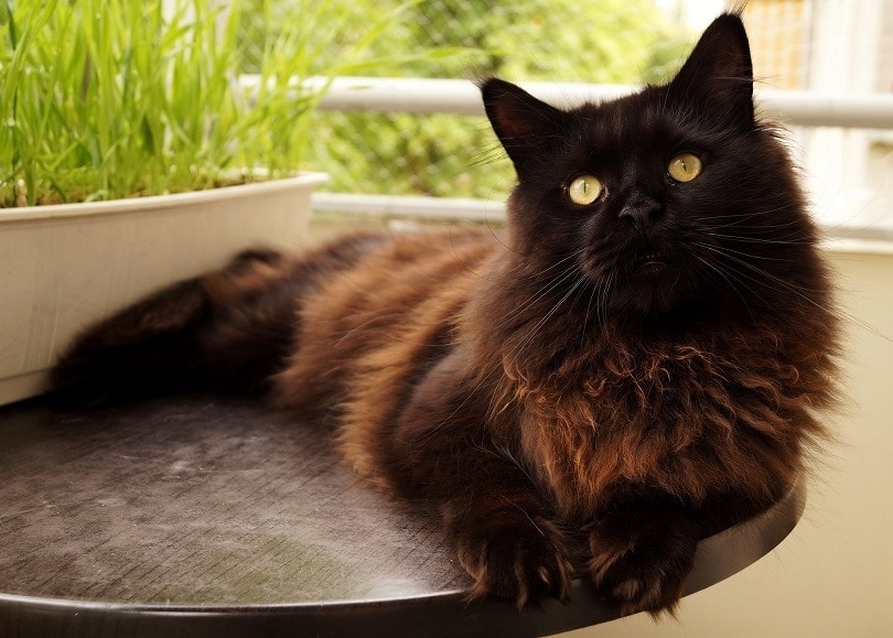 Black Smoke Maine Coon: Fakta, původ a historie