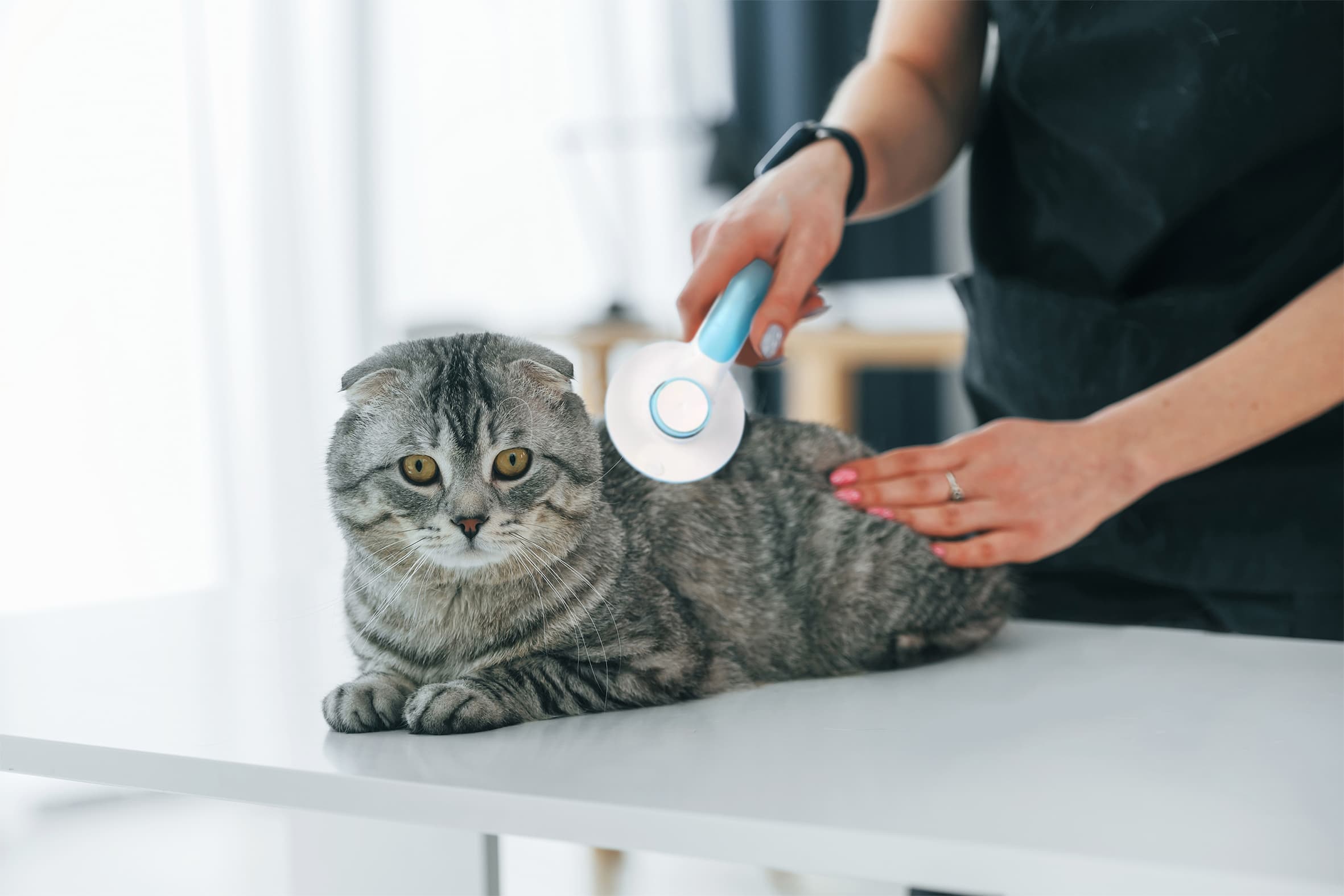 Hp Cat Brush