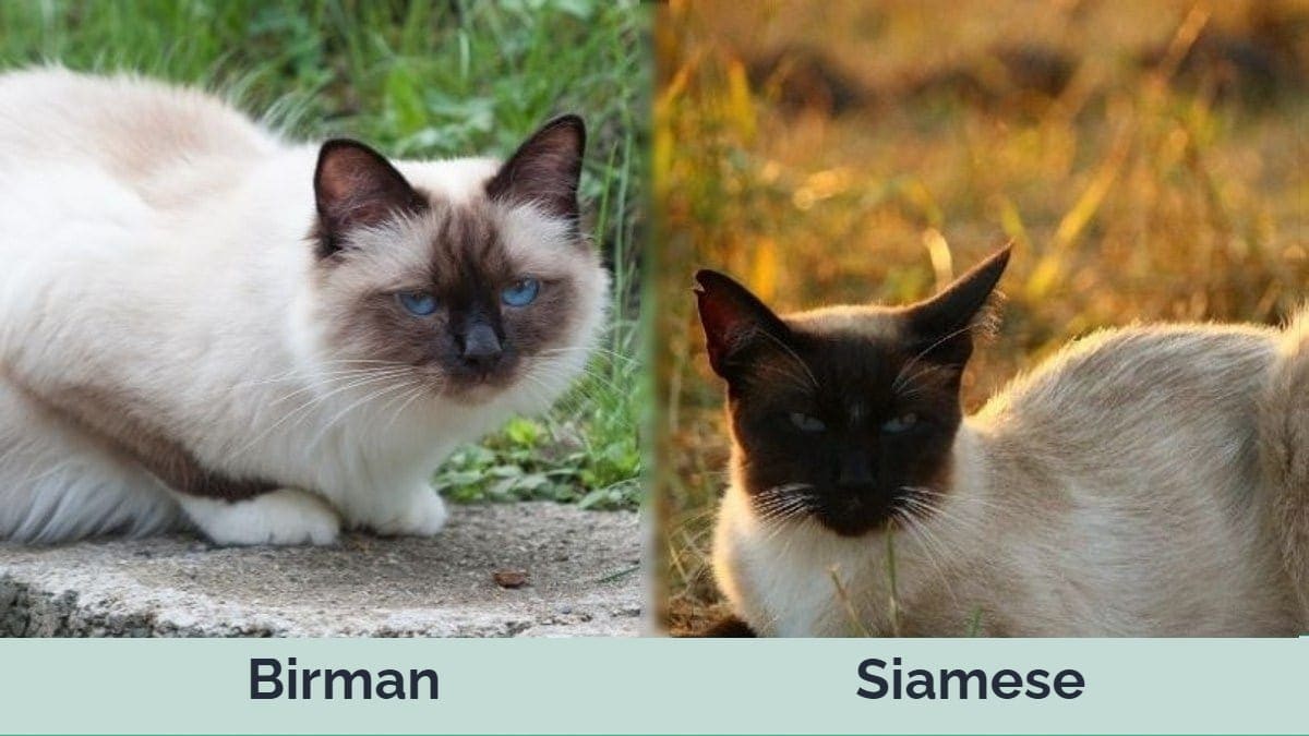 Hp - Birma vs Siamská vedle sebe