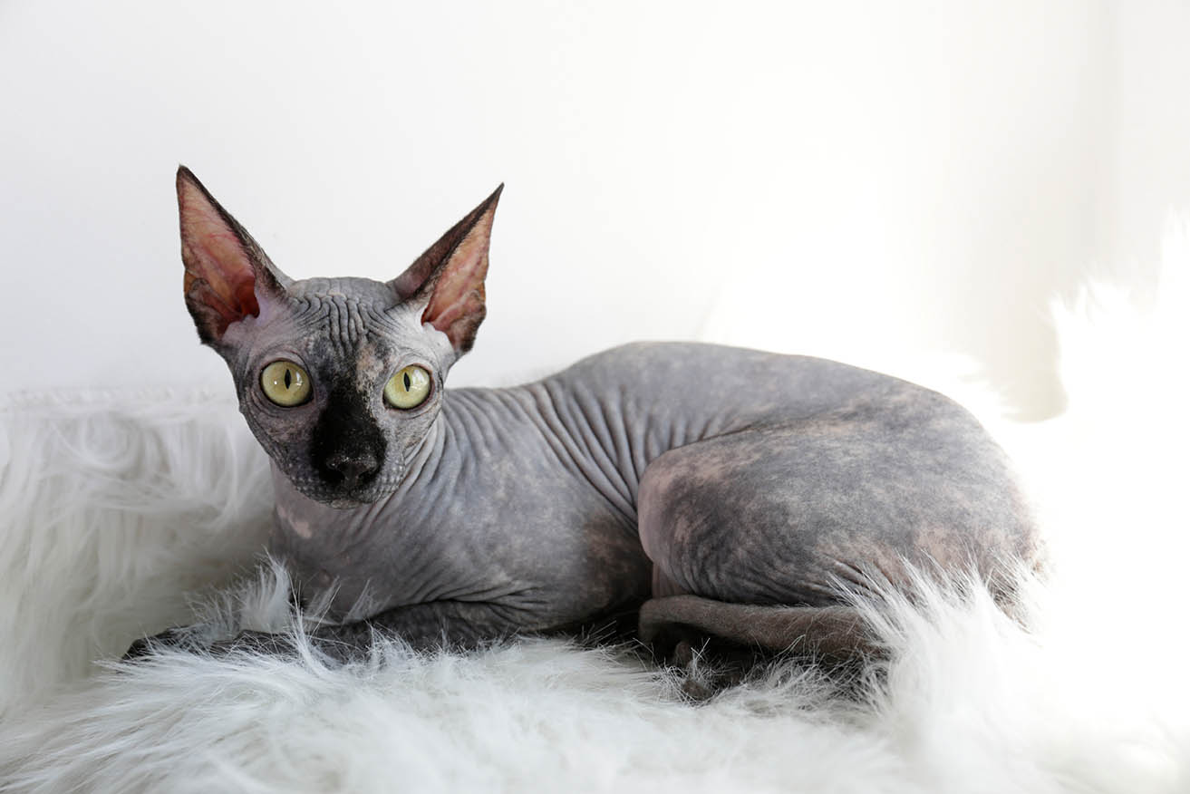 Jsou kočky Sphynx hypoalergenní? Fakta a tipy zkontrolované veterinářem