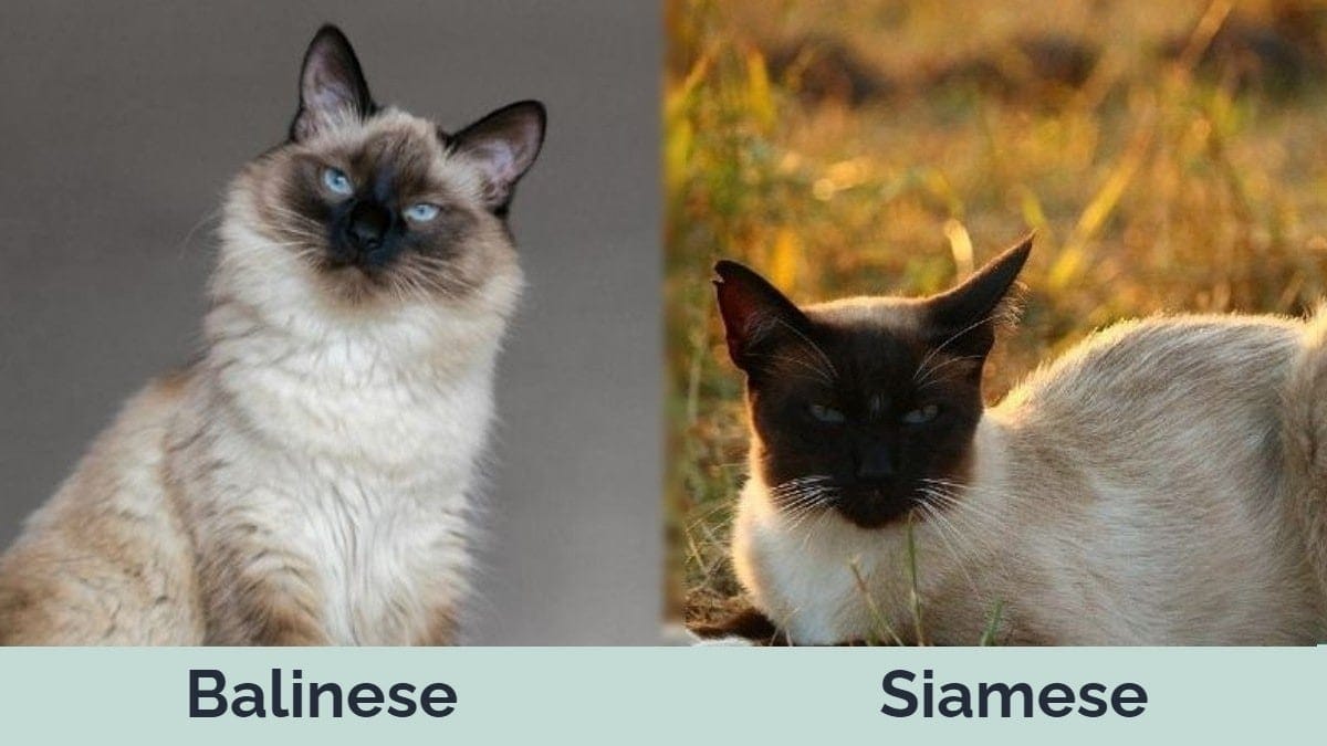 Hp - Balijci vs siamští vedle sebe