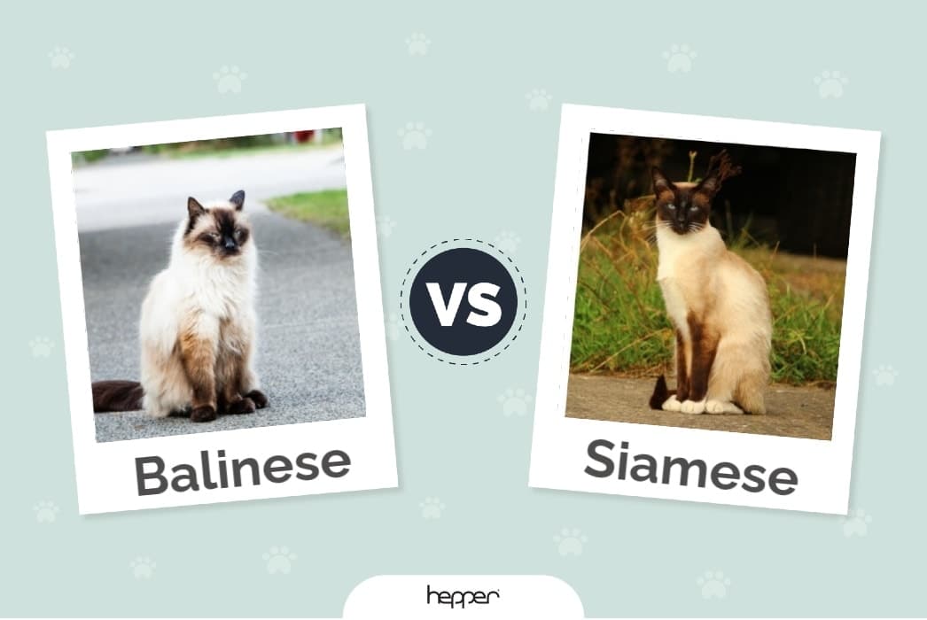 Balinese vs siamské kočky: Rozdíly (s obrázky)