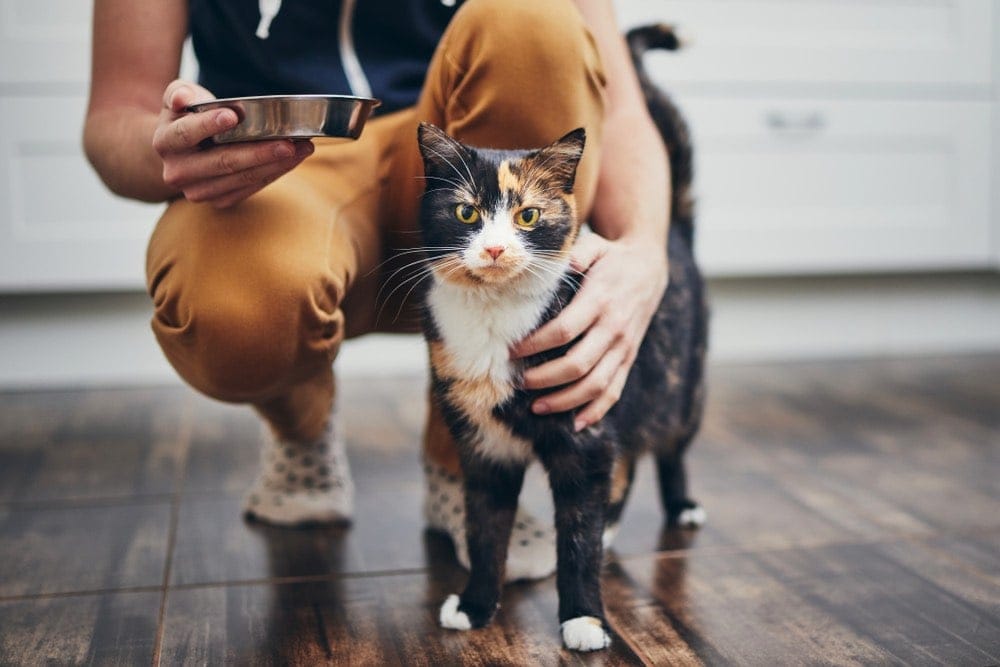 černá a oranžová kočka s mužem a miska pet hlídač