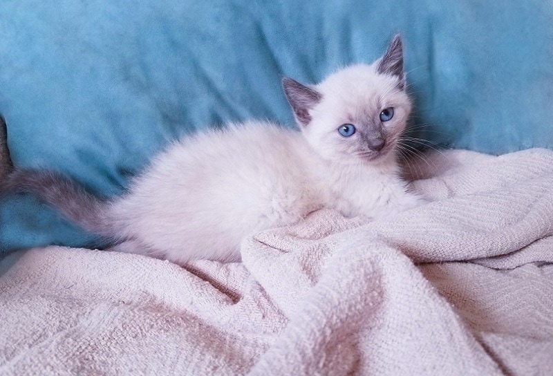 bluepoint siamské kotě_Shutterstock_Kitty Queen