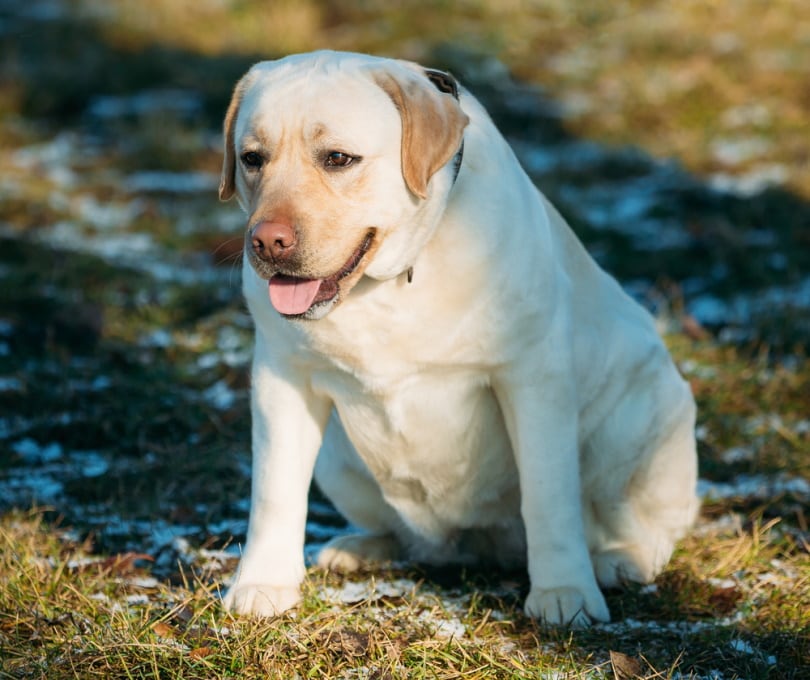 tlustý labrador sedící na zemi