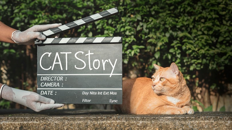 ruka držící desku filmové klapky před kočkou