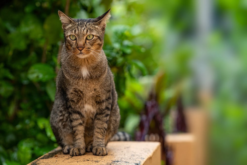 Dragon Li Cat (čínsky Li Hua): Obrázky, temperament a vlastnosti