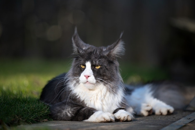 Tuxedo Maine Coon: Fakta, původ a historie (s obrázky)