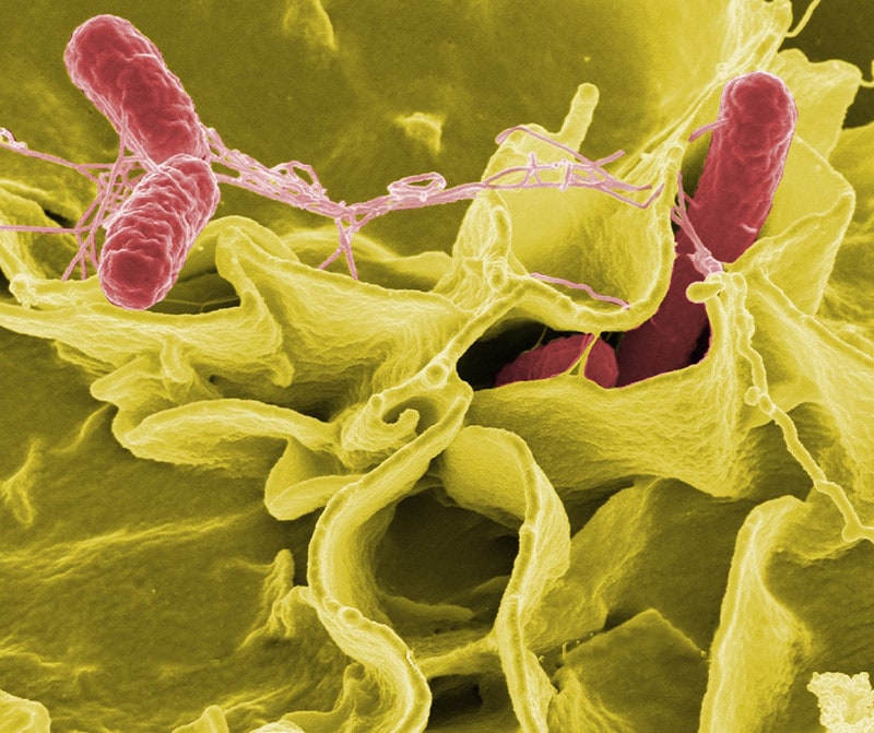 Bakterie Salmonella