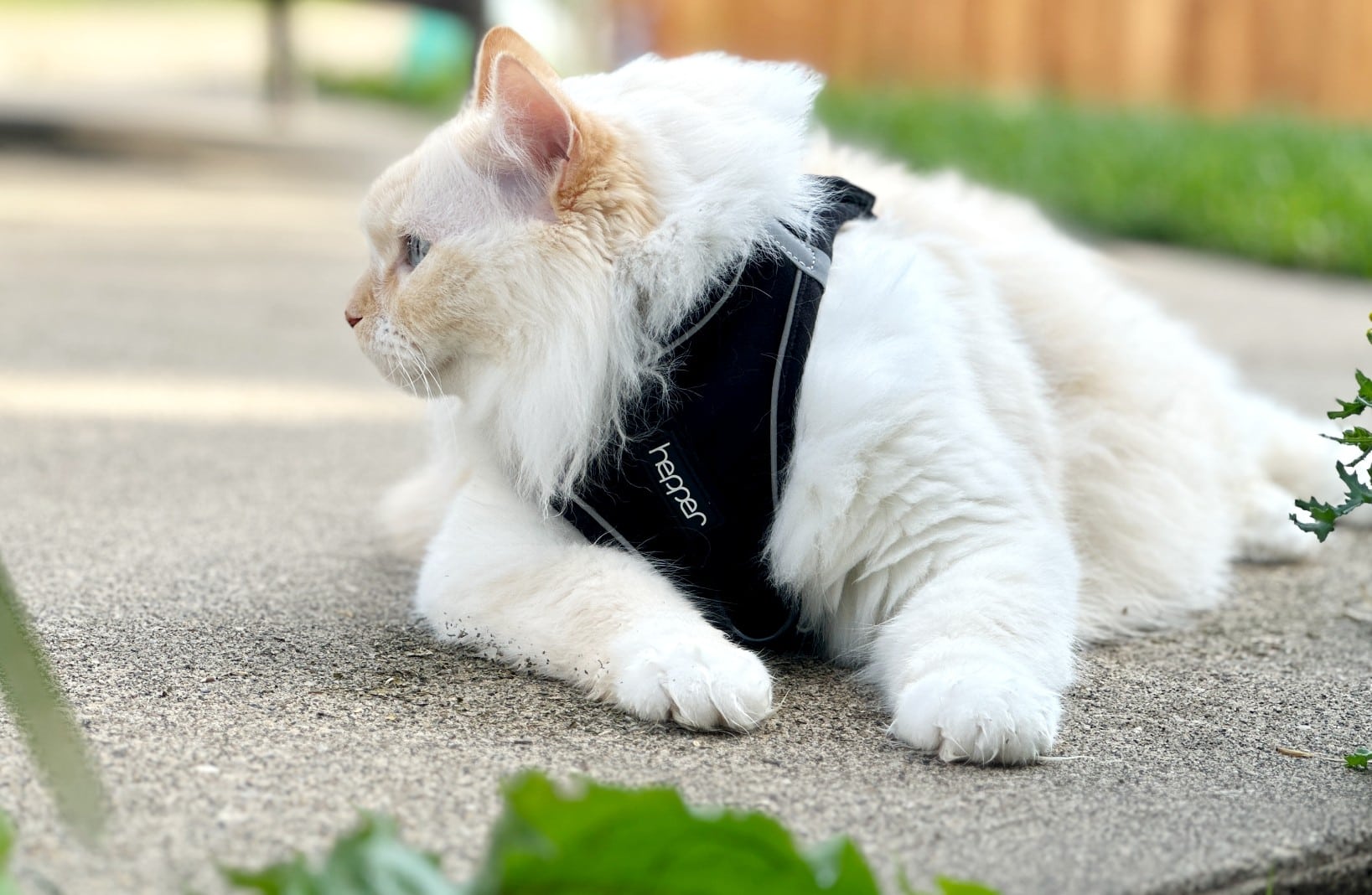 Hp Harness - bílý himálajský perský - mimo trávu, kterým se