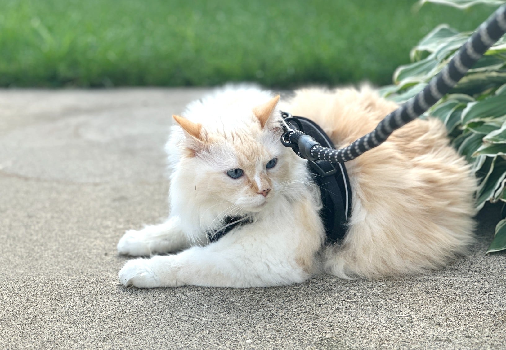 Hp Harness bílý himálajský perský v trávě venku - Blu