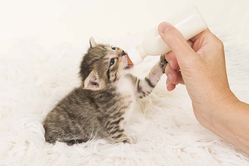 Sedící tři týdny staré mourovaté kotě, které je ručně krmeno lahví mléka na pozadí bílé kožešiny