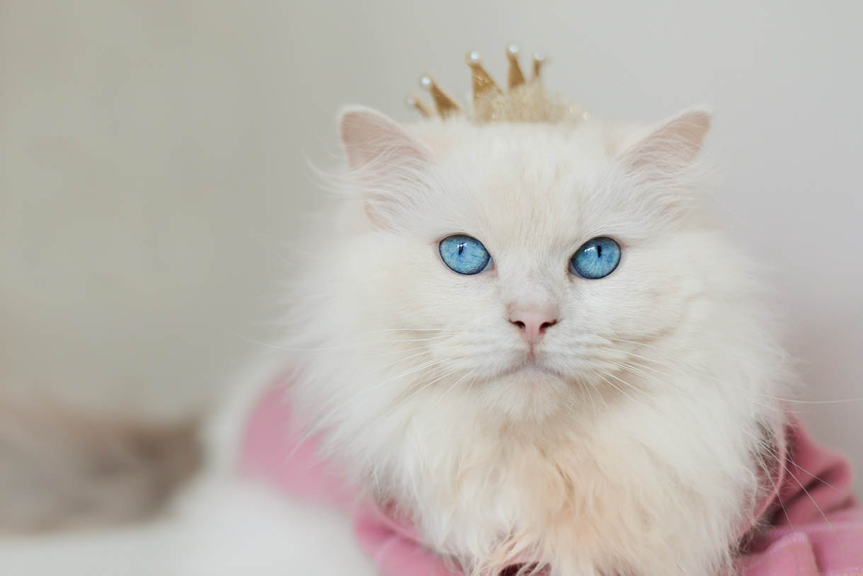 Bílý ragdoll s korunou