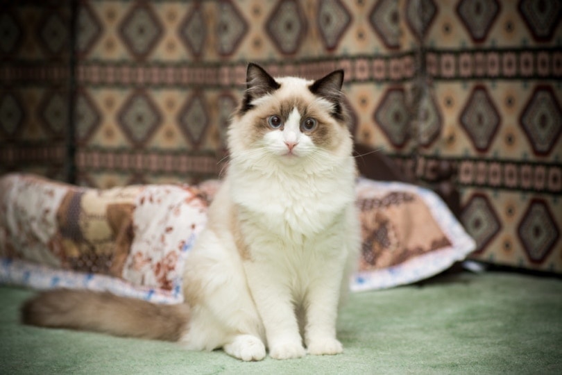 Ragdoll sedí na podlaze koberce