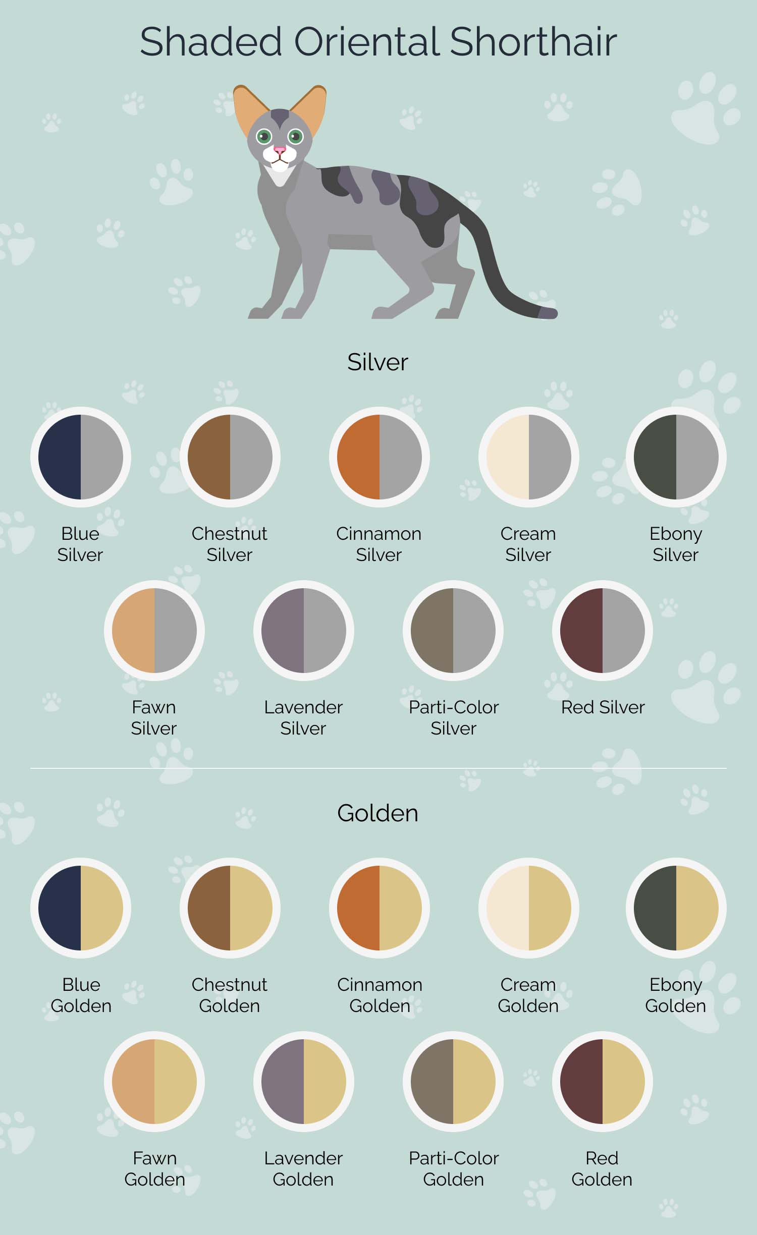 Shaded_Oriental_Shorthairnew