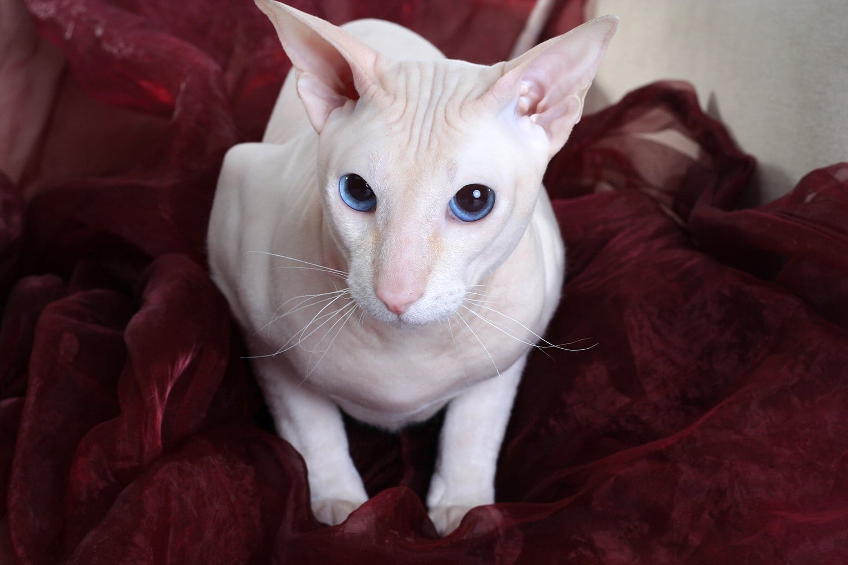 peterbald na pohovce