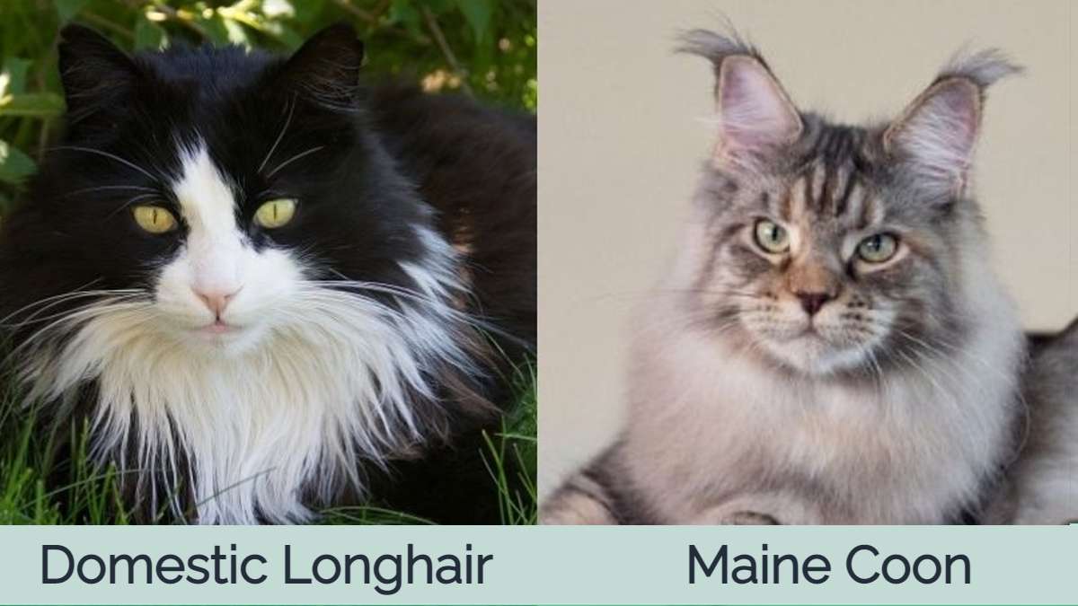 Domácí dlouhosrstá kočka vs Maine Coon