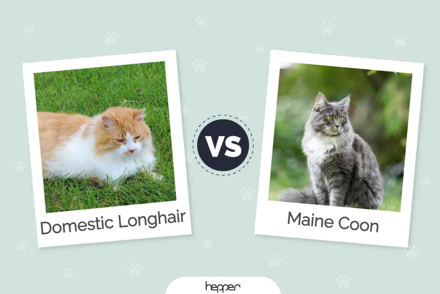 Domácí dlouhosrstá kočka vs. Maine Coon: Klíčové rozdíly (s obrázky)
