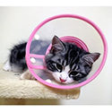 Balbove Cat Recovery E-obojek