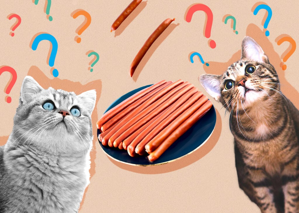 Mohou kočky jíst vídeňské klobásy? Průvodce nutričními fakty a bezpečností