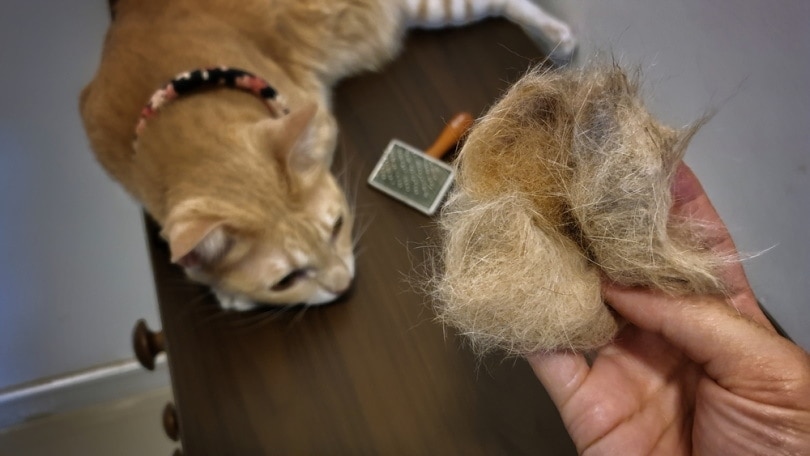 Proč kočky línají a co dělat v období línání